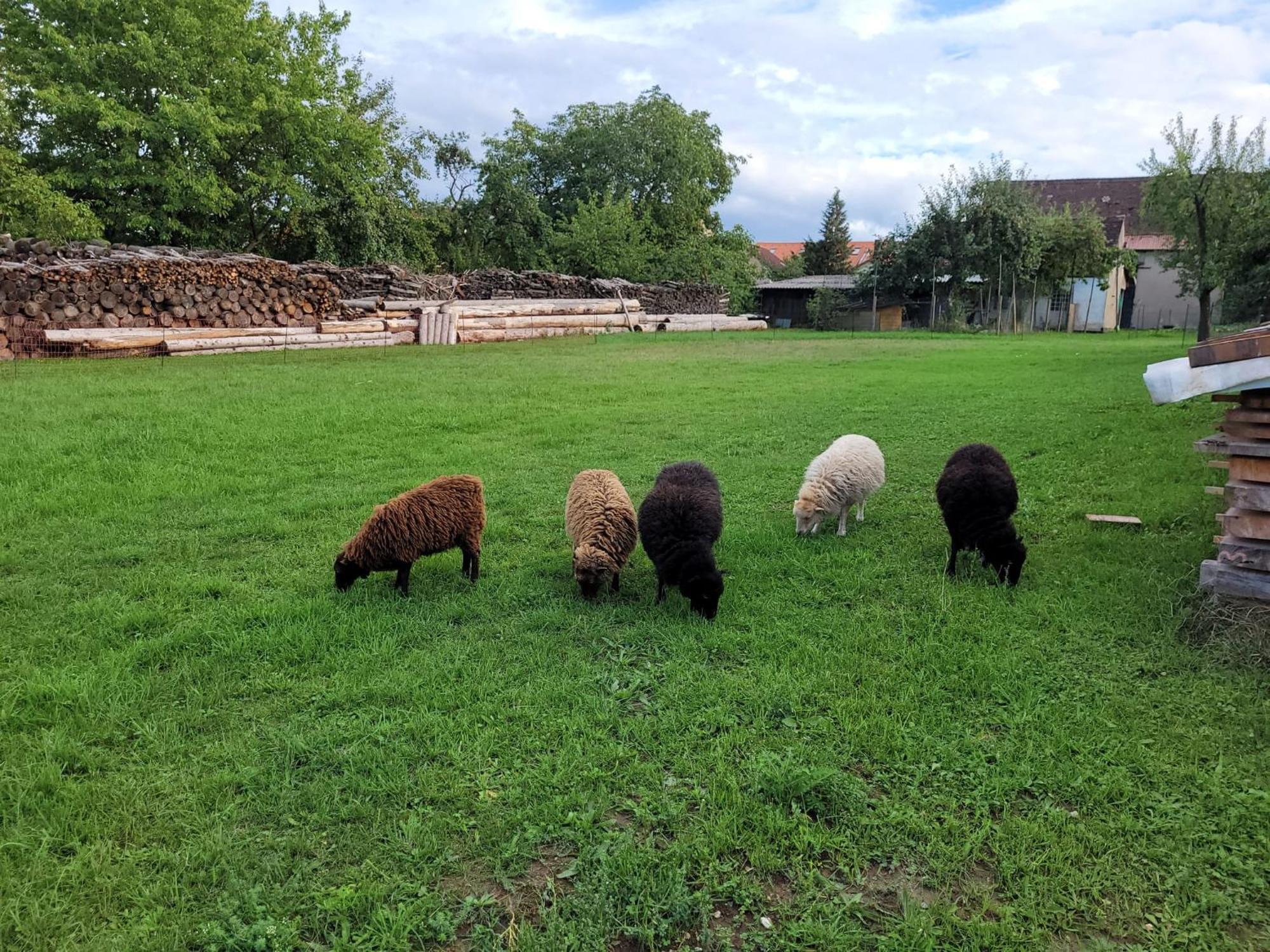 Ferienwohnung Wiesenhof Neuhof an der Zenn Exterior foto